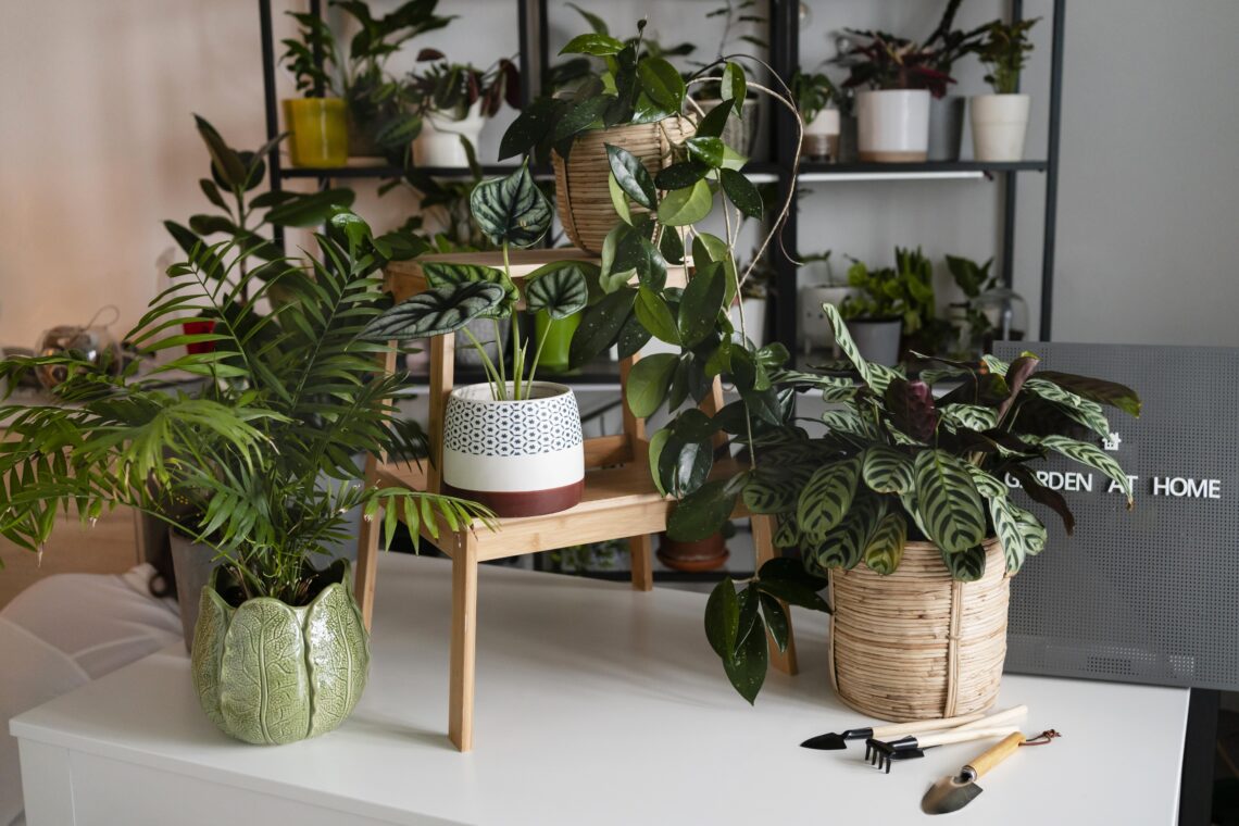 観葉植物を育てることも趣味の一つ。植物の季節ごとの成長を見るのが楽しいので、部屋の中が緑でいっぱいになってます。