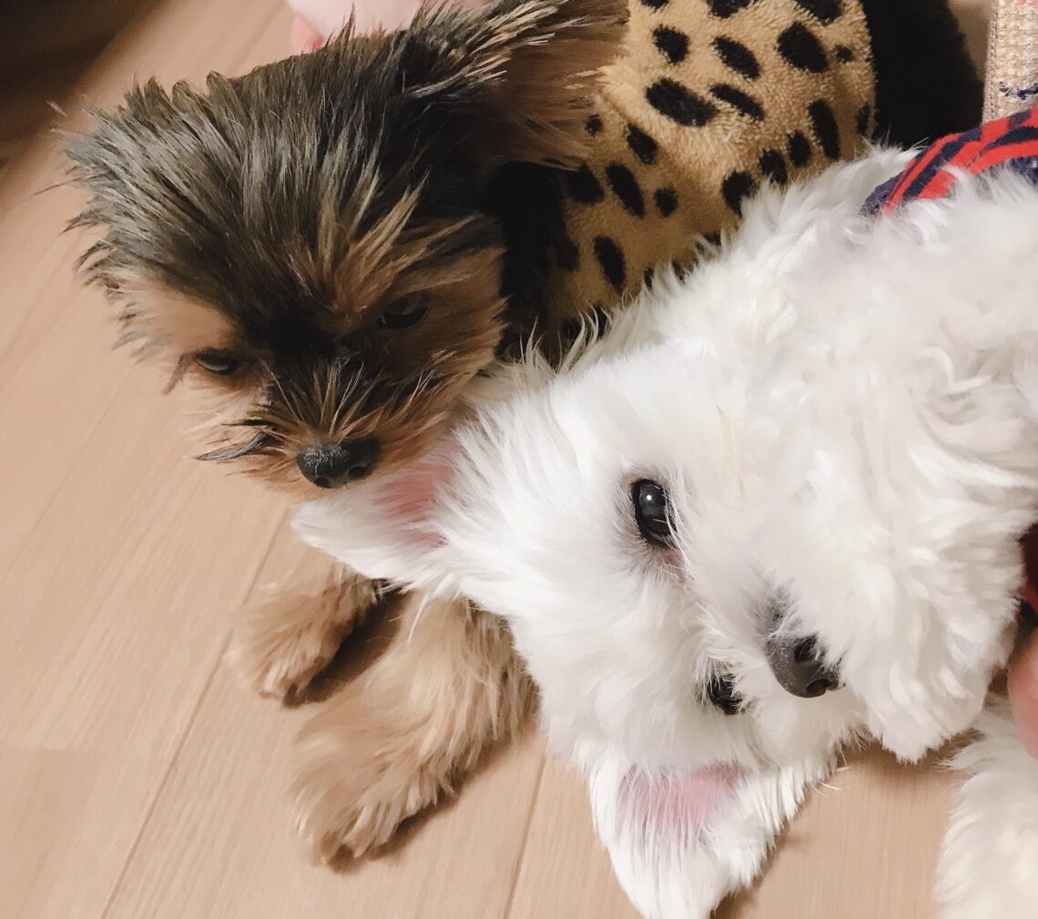 実家で犬を2匹飼ってます。少し天然だったり小悪魔だったり、それぞれ性格は異なりますが、どちらも世界一可愛いです。