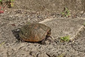 どんな風になるのかな?