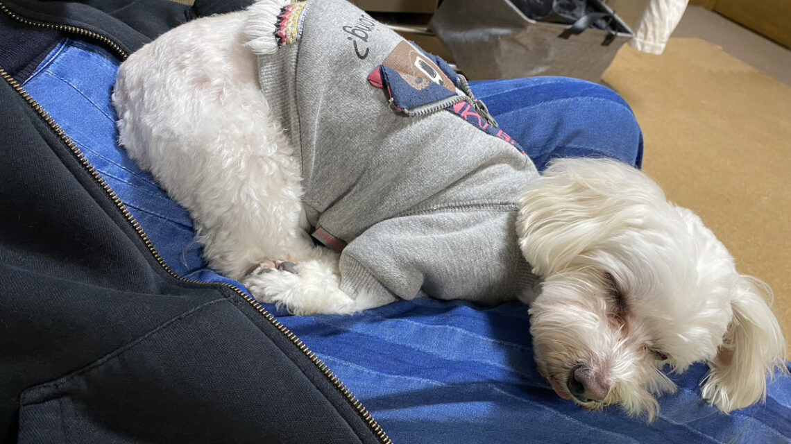 愛犬が可愛くて日常の癒しです。私にとってなくてはならない存在です。天気の良い日には公園に散歩に出かけるのが日課です。
