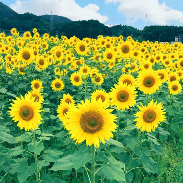 ひまわり