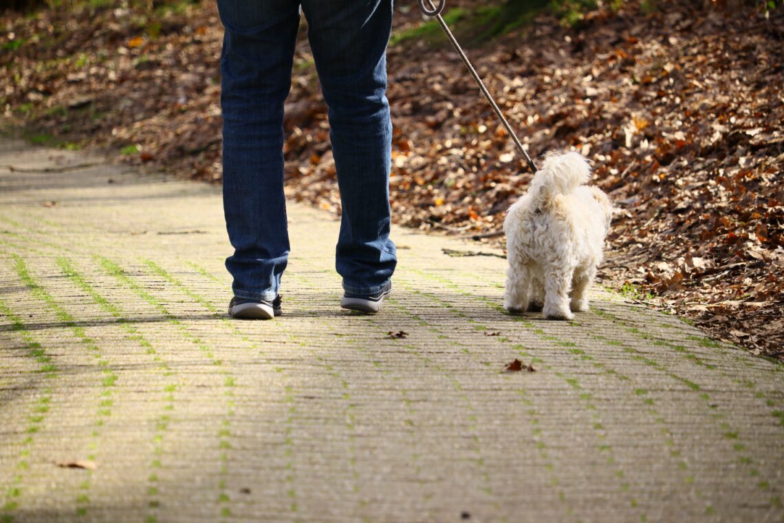毎日帰宅後は犬と散歩をするのが日課です。近所を散策することがほとんどですが、とてもリラックスした時間を過ごせます。