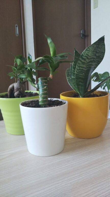 観葉植物