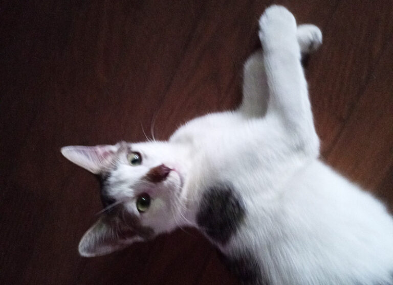 飼い猫?野良猫?