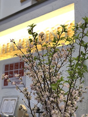 季節到来🌸