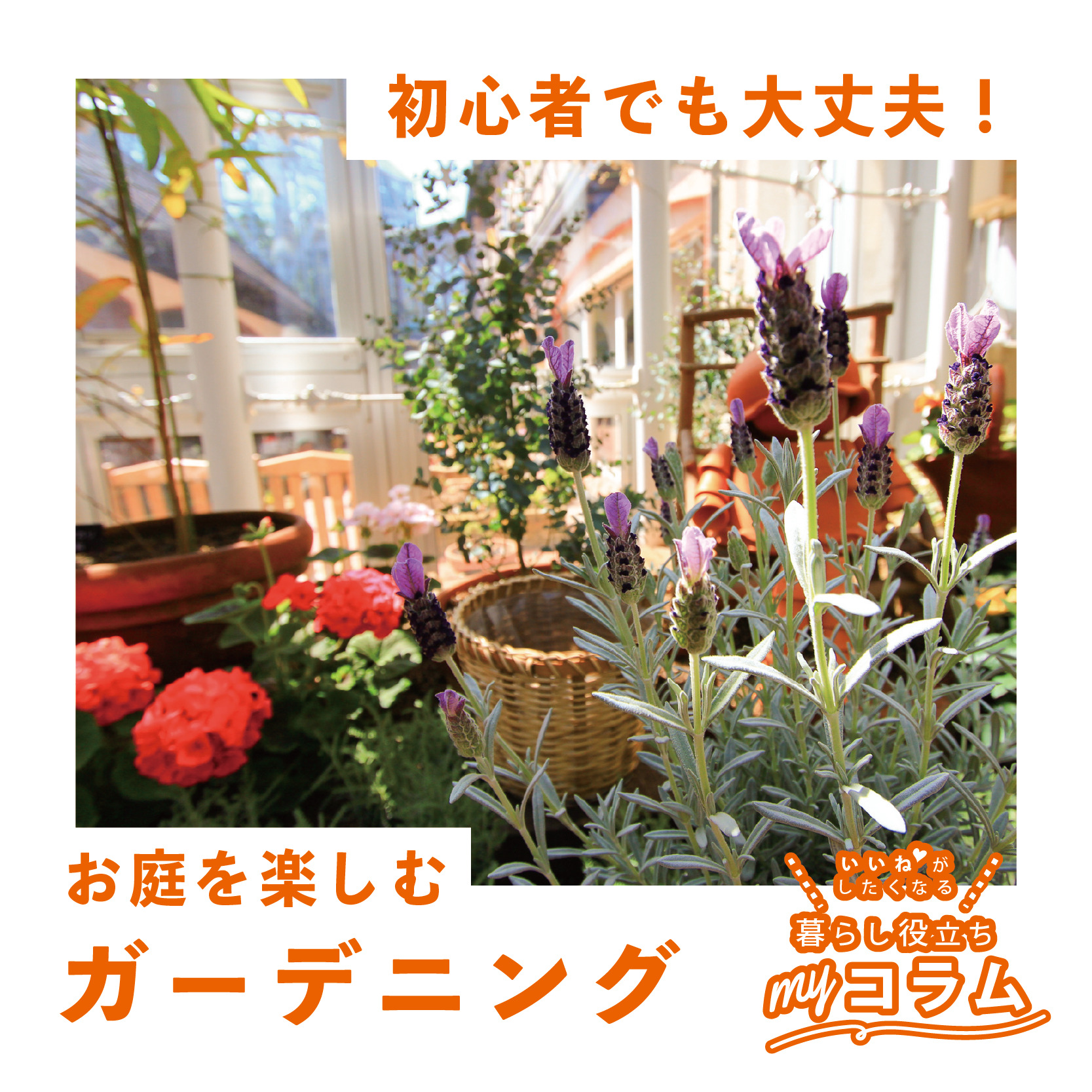 初心者でも大丈夫！﻿お庭を楽しむガーデニング