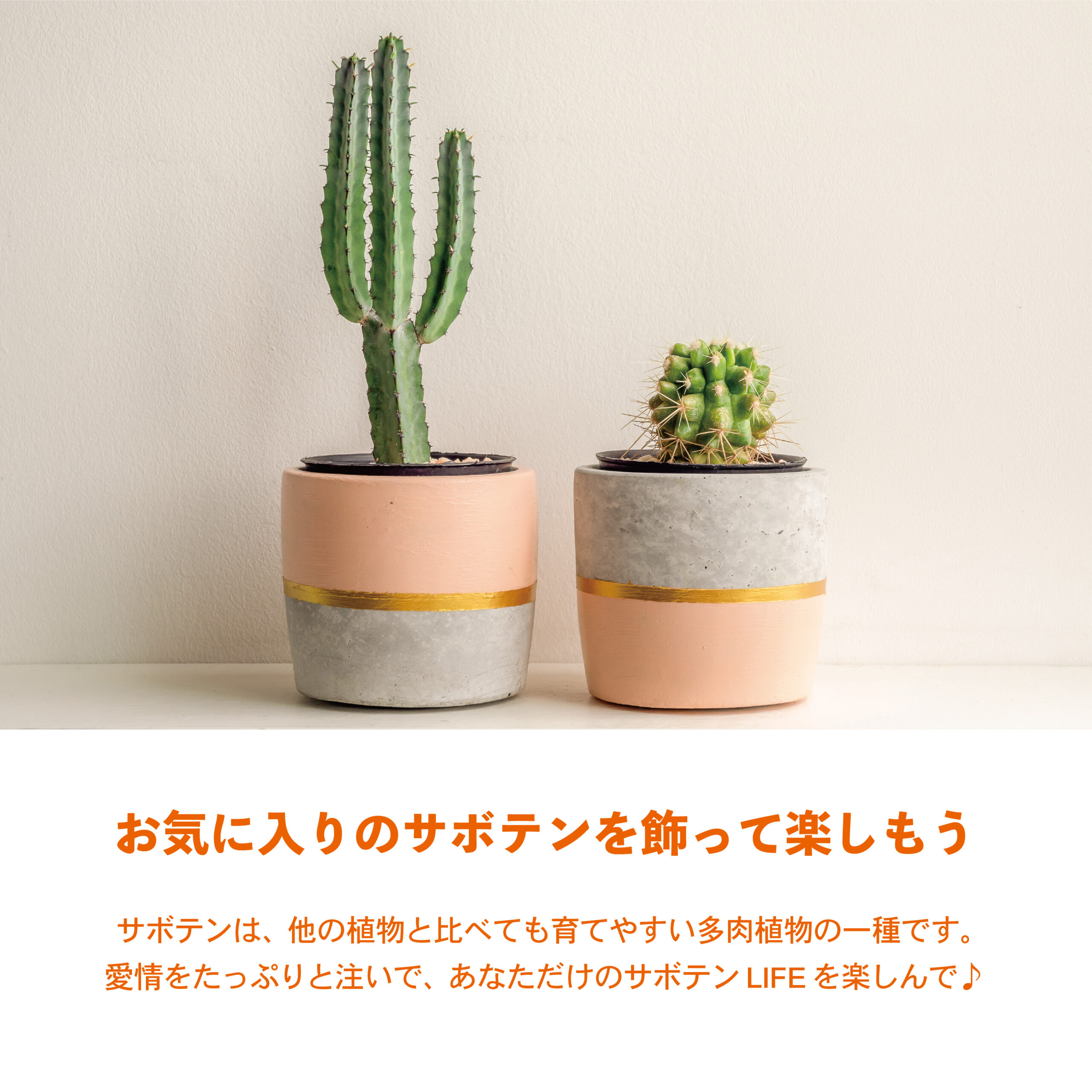 サボテンに注目🌵かわいくて癒される植物