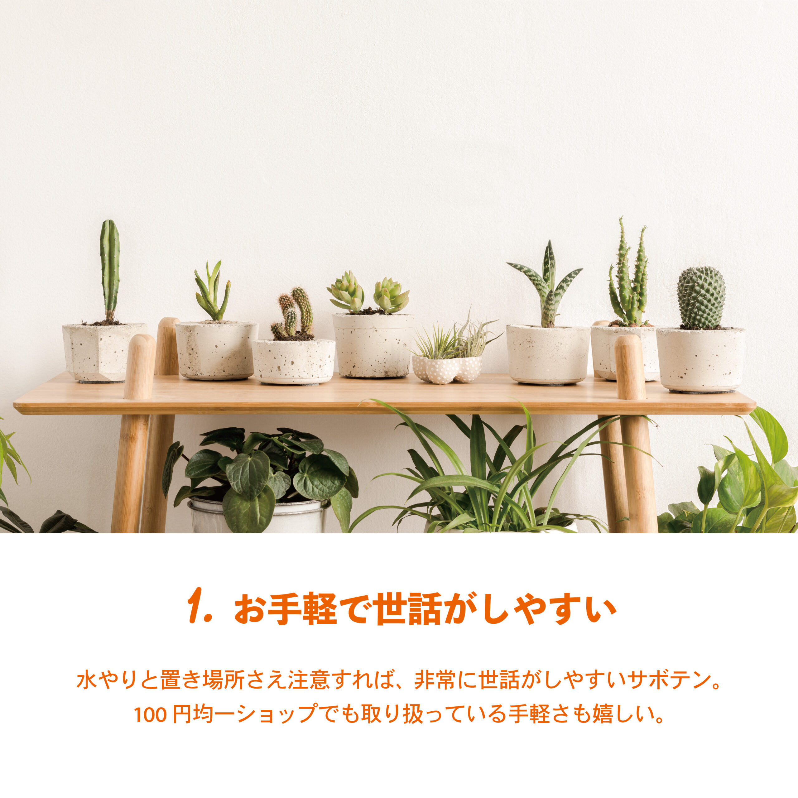 サボテンに注目🌵かわいくて癒される植物