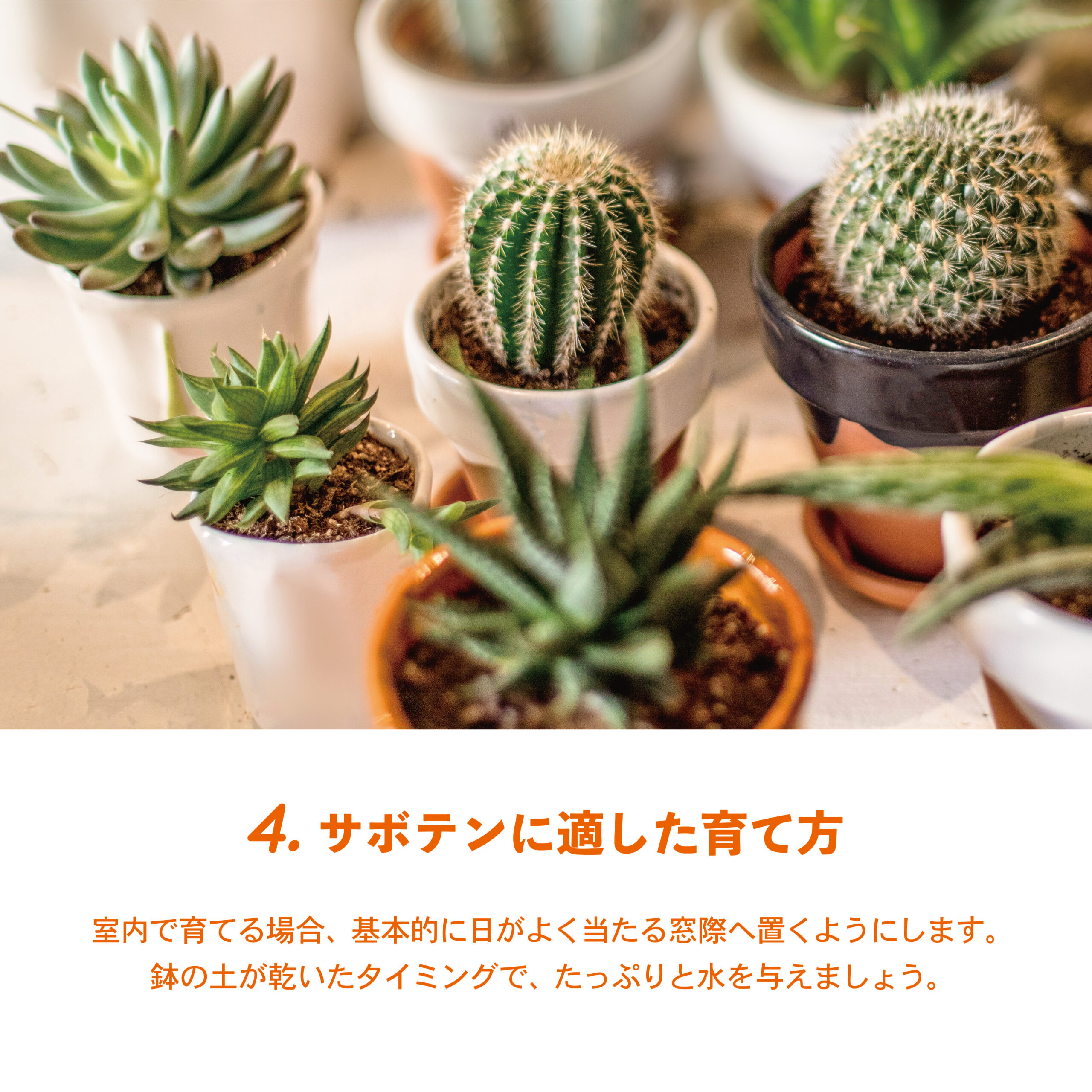 サボテンに注目🌵かわいくて癒される植物