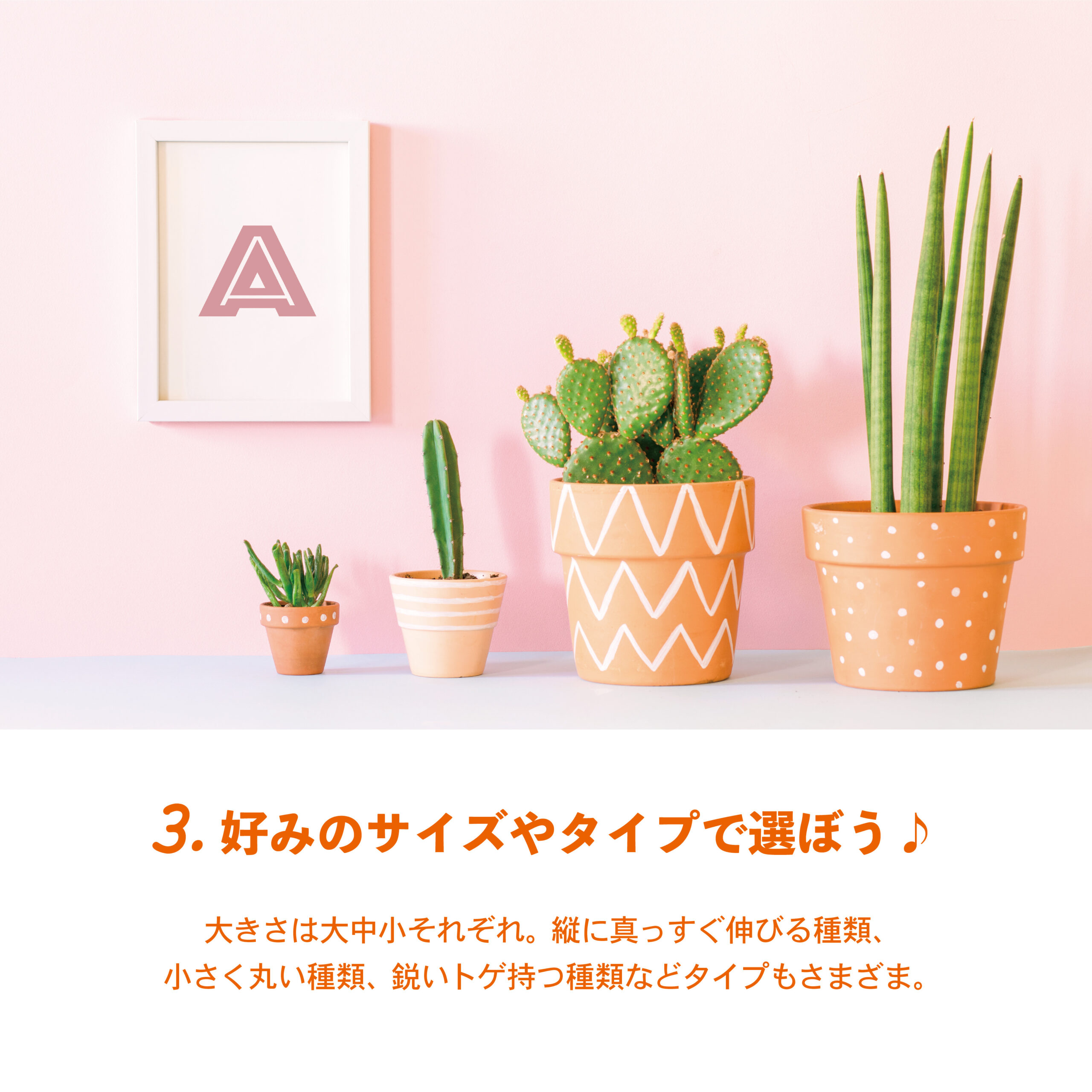 サボテンに注目🌵かわいくて癒される植物