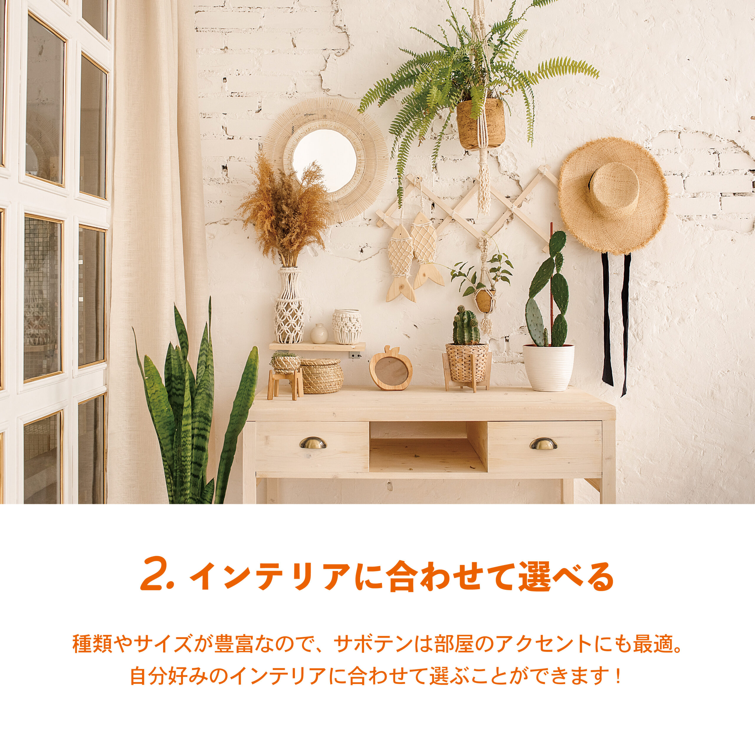 サボテンに注目🌵かわいくて癒される植物