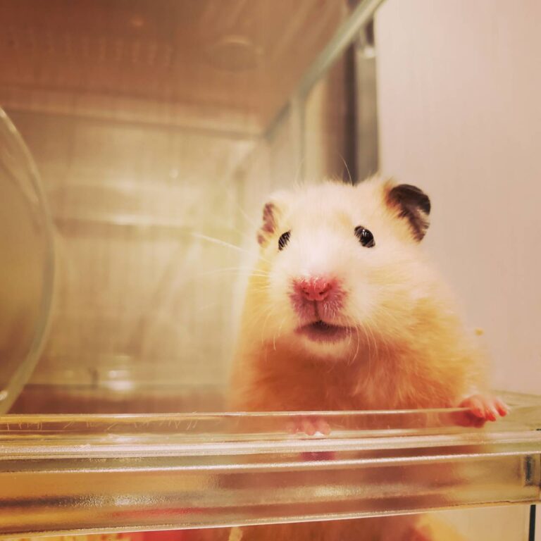 Ham