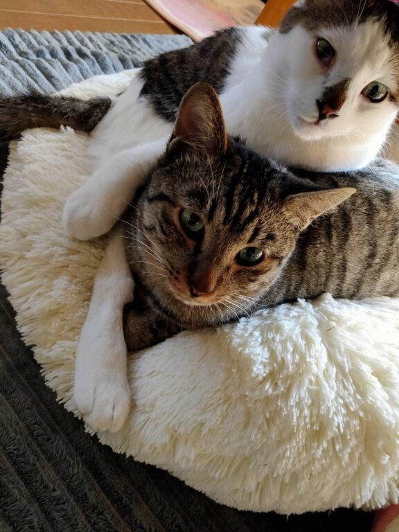 猫がかわいい