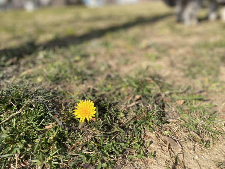 春