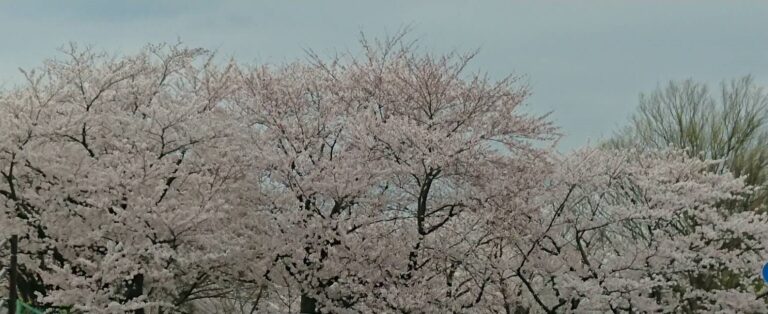 🌸さくら