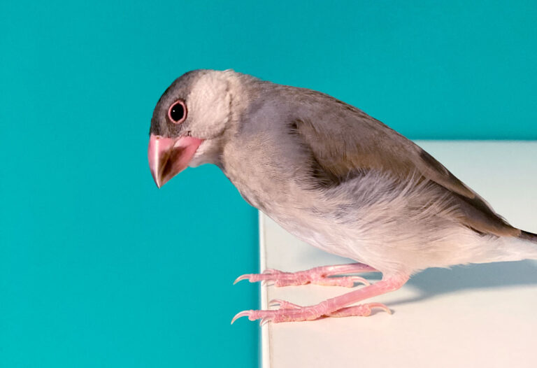 さくら文鳥飼いはじめました🐣