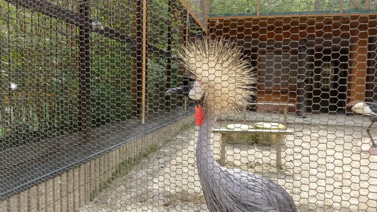 ZOO