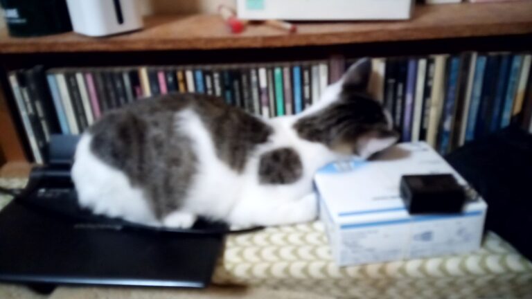 うちの猫の話