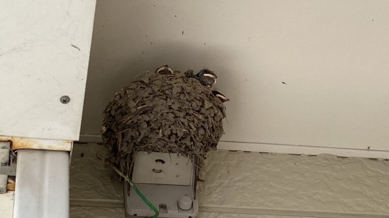 ヒナが産まれました🐣