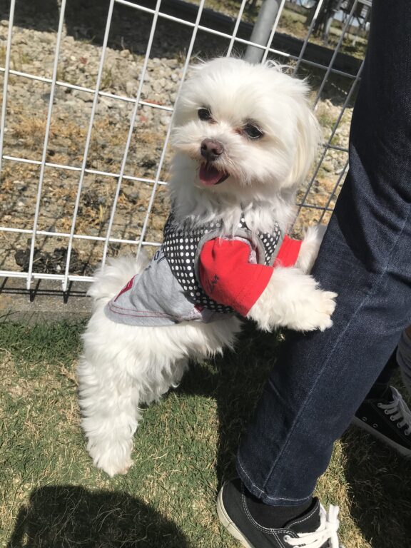 ドッグラン🐶🐶