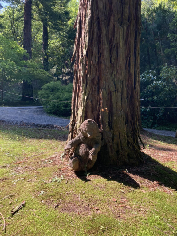 世界一大きく育つ木 🌲