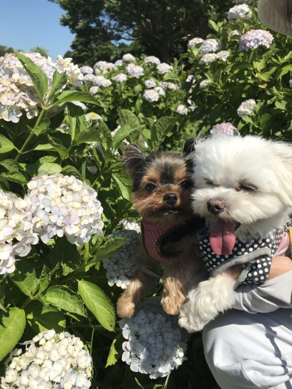犬とあじさい🐶🌼