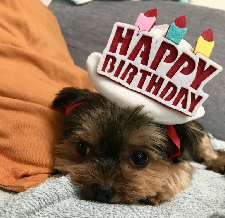 お犬さまの日🐶🐶