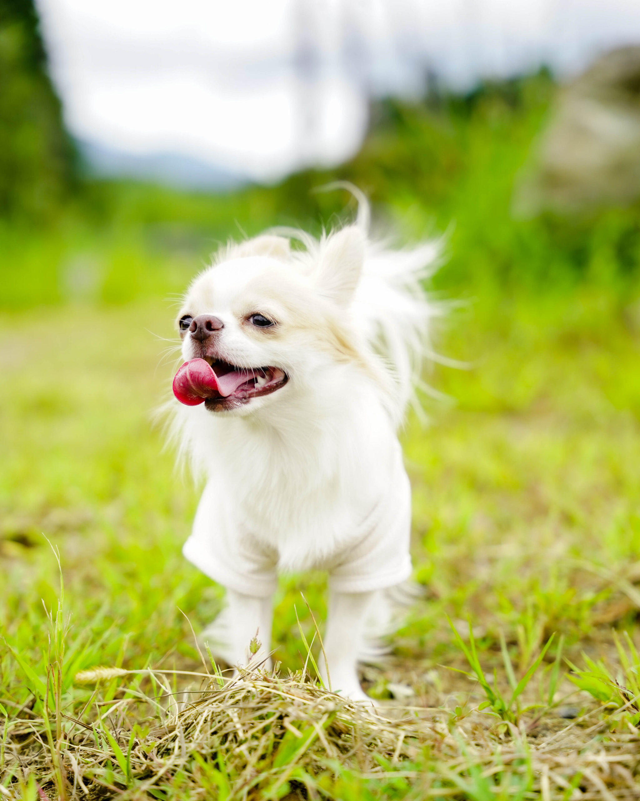 ドッグオーナー必見！ 犬と泊まれるキャンプ場　やまてらす