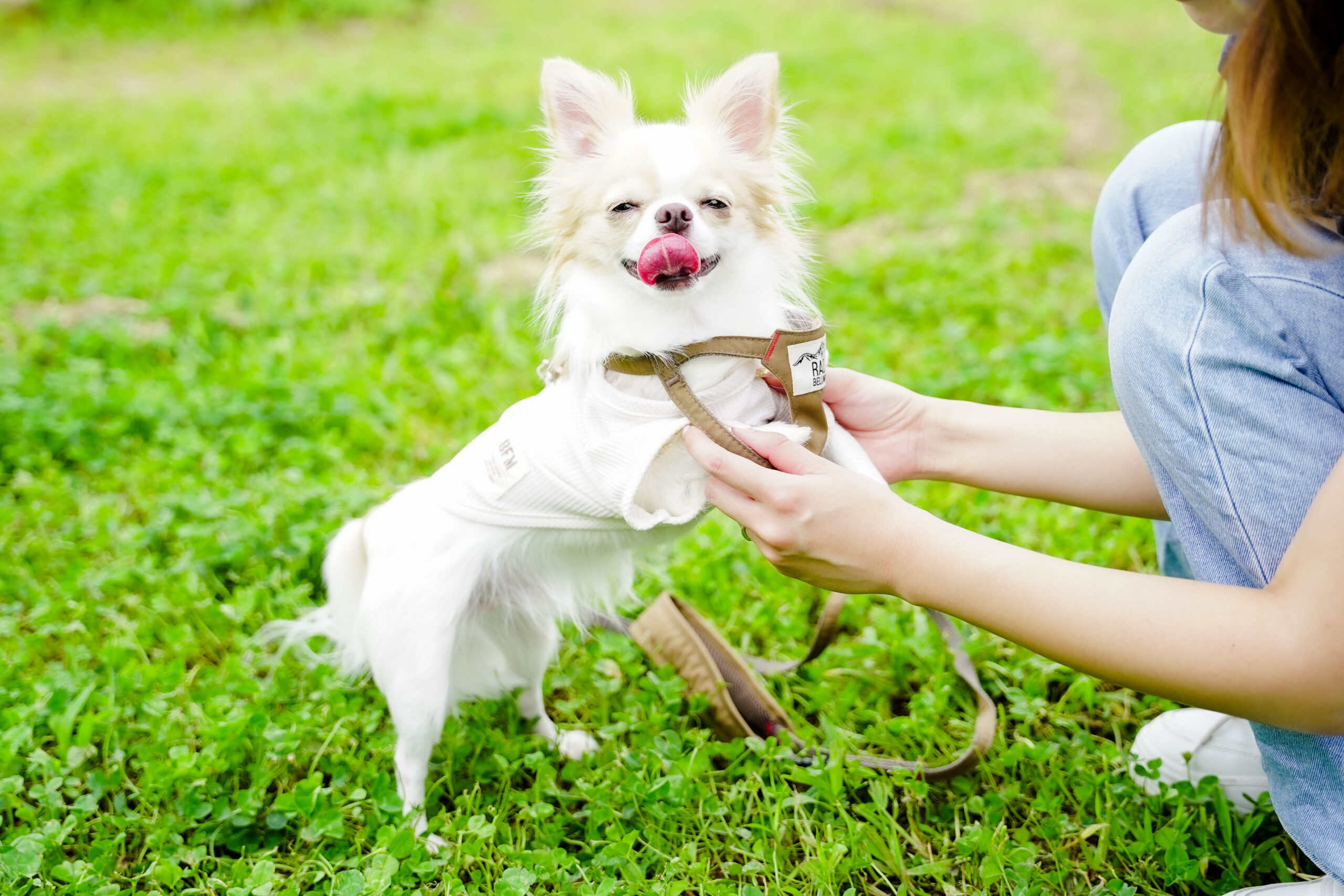 ドッグオーナー必見！ 犬と泊まれるキャンプ場　やまてらす