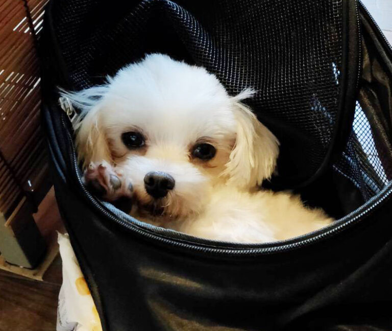 犬可愛い。