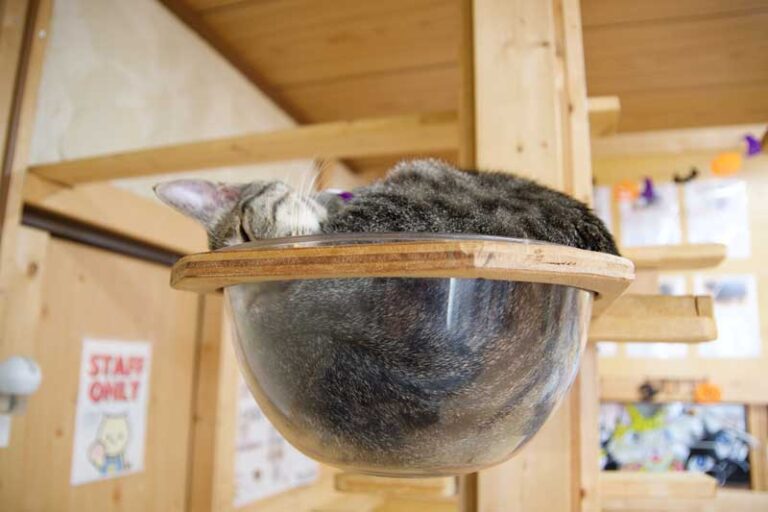 猫まみれ🐱
