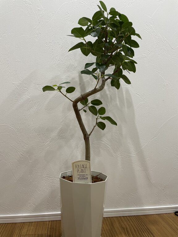 観葉植物🌳