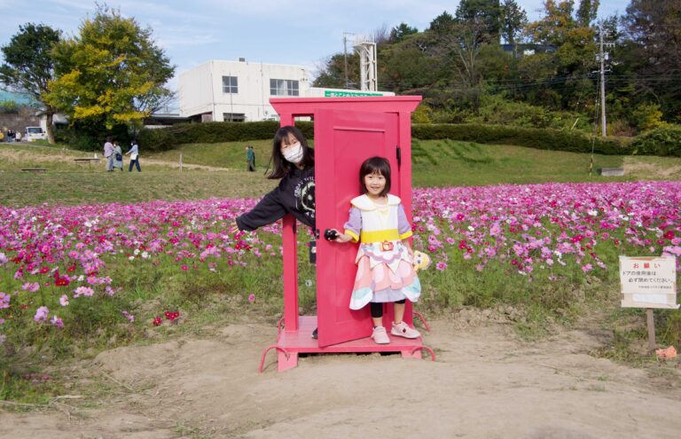 「コスモス🌼」と「どこでもドア🚪」