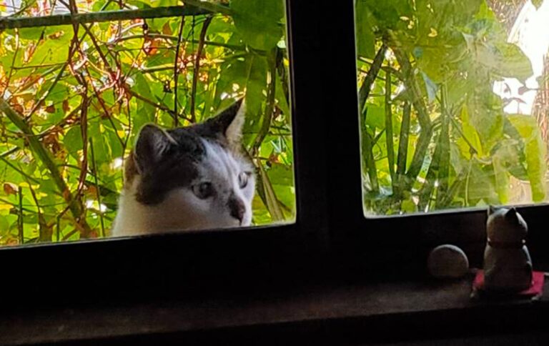 猫可愛い。