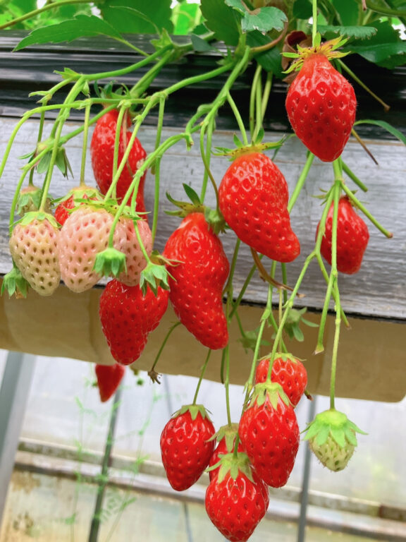 🍓狩り
