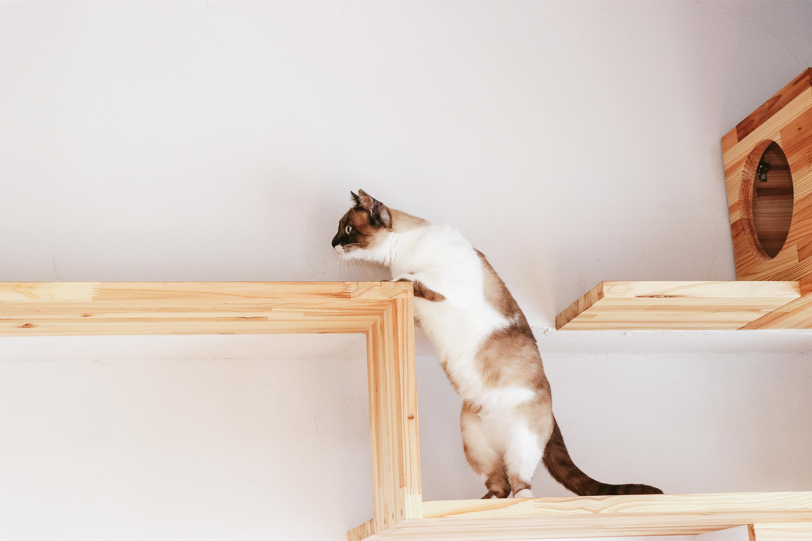 猫との暮らしを楽しむ5LDKのお家