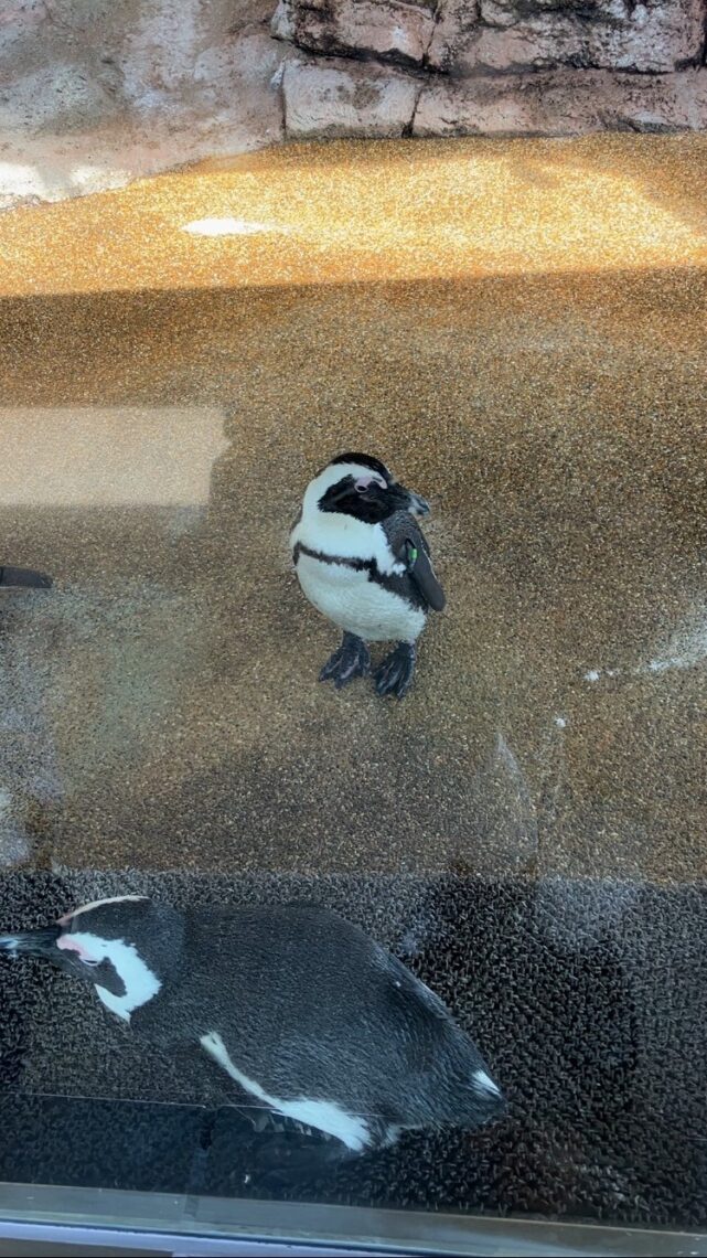 実はペンギンが大好きです。愛らしい陸地の動きと水中でのなめらかな遊泳のギャップにときめきます。