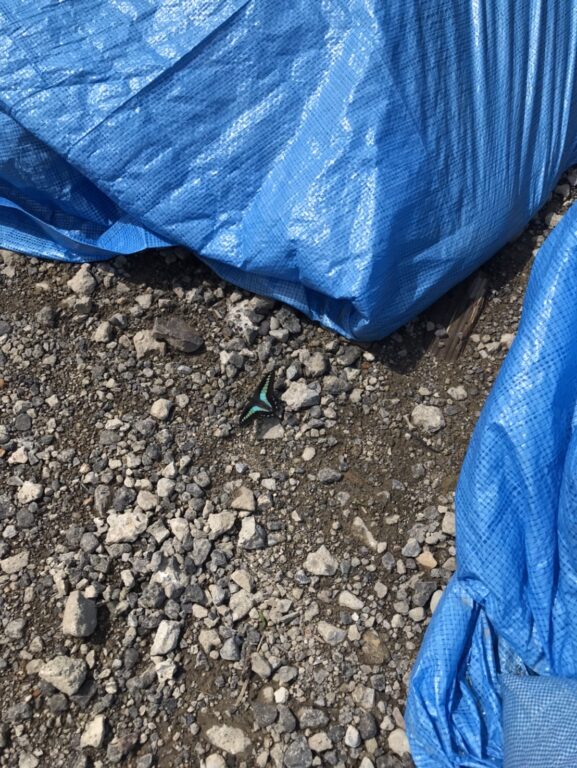 ☆アオスジアゲハ蝶☆