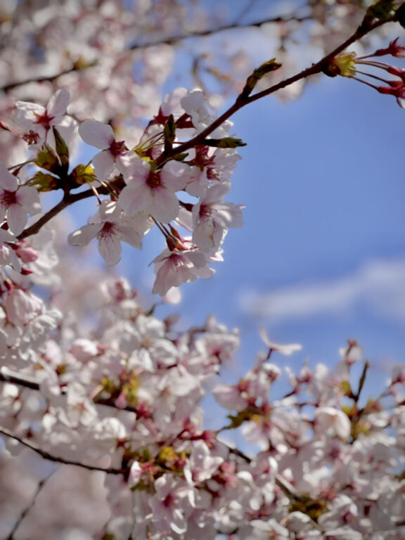 散桜の想い出